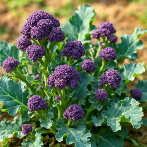 Brokkoli Purple Sprouting Early - Broccoli - 250 Samen Brokkoli Purple Sprouting Early - Broccoli - 250 Samen
