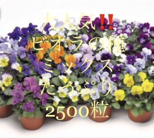 lCrI̎~bNX2500rIĂĂ݂܂a