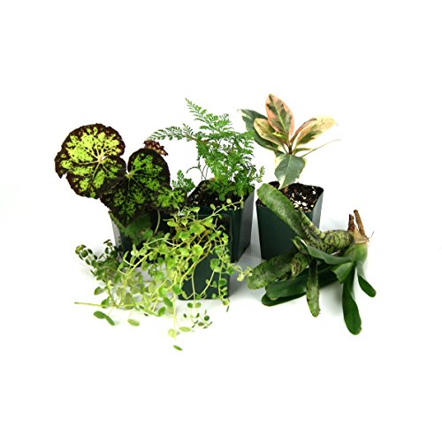 12x12x18 Tropical Vivarium Plant Kit