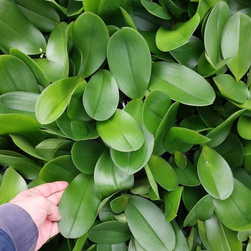 Jaggar Cross Exotics Fertilizante Líquido 8 oz Orquídeas miniatura 5