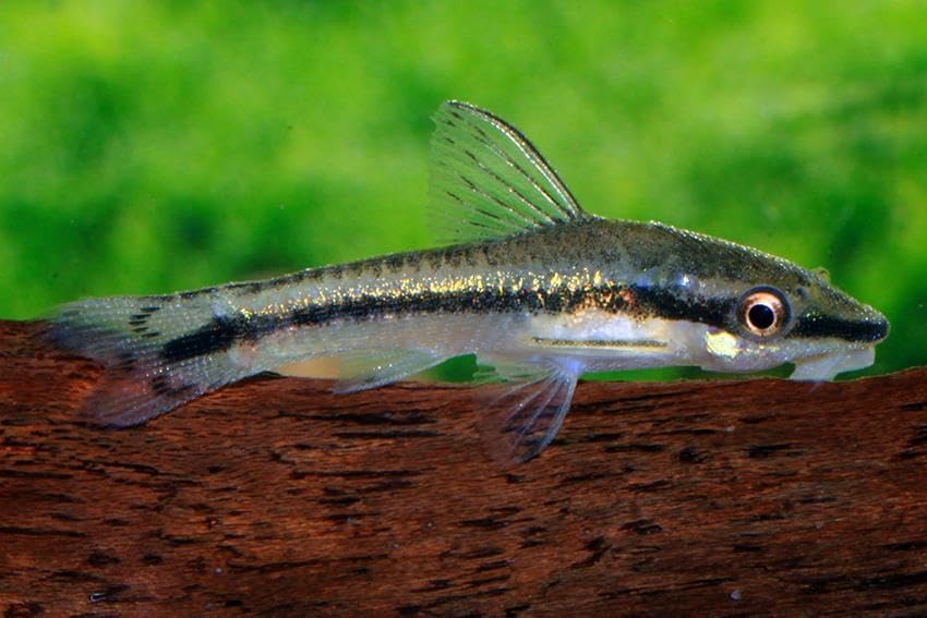 Swimming Creatures™ 5 Otocinclus Catfish (1-1.5") Freshwater Aquarium Fish 100% Live Arrival Guarantee