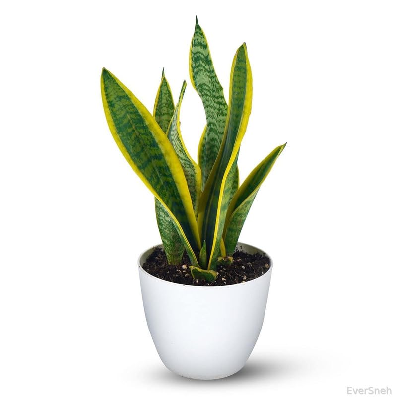 EverSneh Live Indoor Outdoor Snake Plant Variegated Air Purifier Sansevieria Plant With Pot for Living Room, Office (Pack of 1) (B0B7P5K31K) Amazon Price History, Amazon Price Tracker