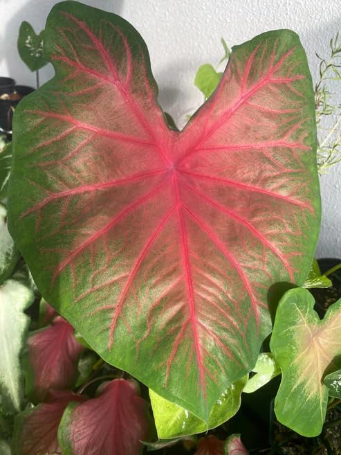 Fiery Red Splendor (2 Bulbs)||Blaze Caladium || Angel Wings ||Heart Of Jesus| - Easy to Grow Indoor or Outdoor Perennial Plant - Assam Farm-image-12