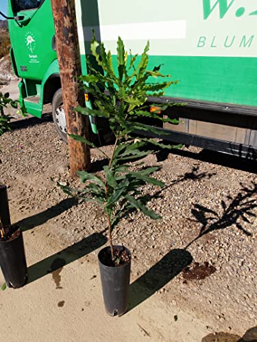 Macadamia (nogal) - Planta de Plata (Proteaceae) Cover