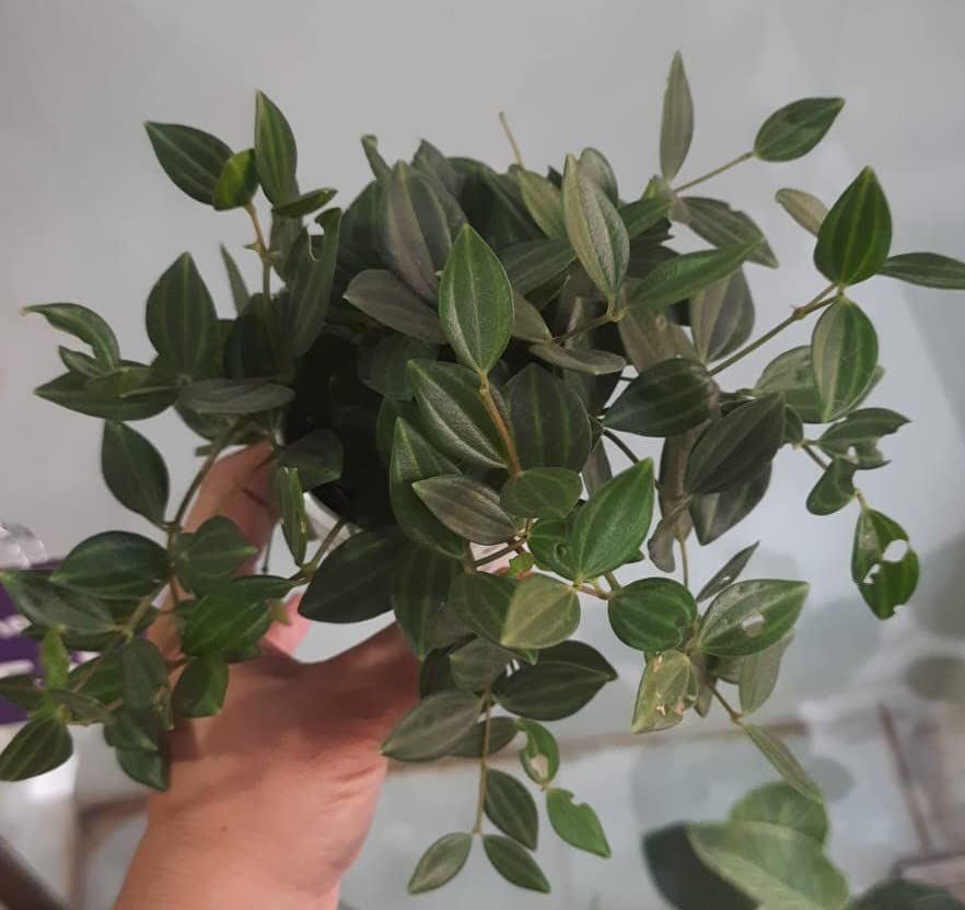Pedpoudhe Peperomia Quadrangularis Live indoor rare plant (B0BNXNQCXW) Amazon Price History, Amazon Price Tracker