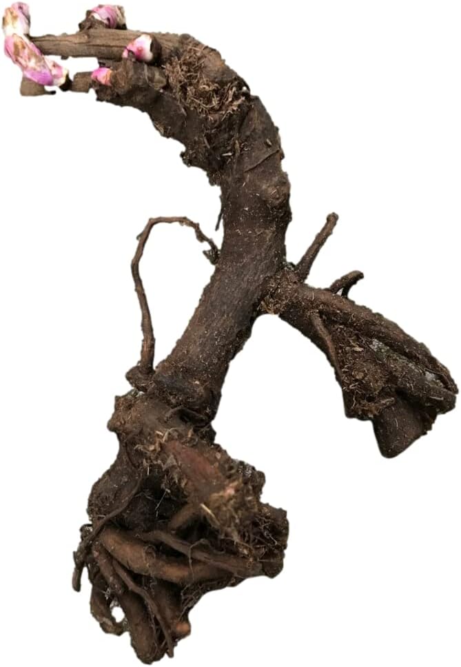 Celebrity Peony: 2-3 Eye Bareroot- Great for Fall Planting!