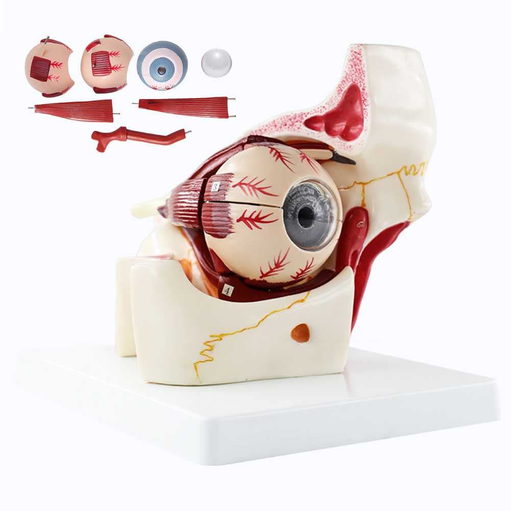 眼の発生と解剖・機能 m3電子書籍 | 眼の発生と解剖・機能〈専門医のための眼科診療