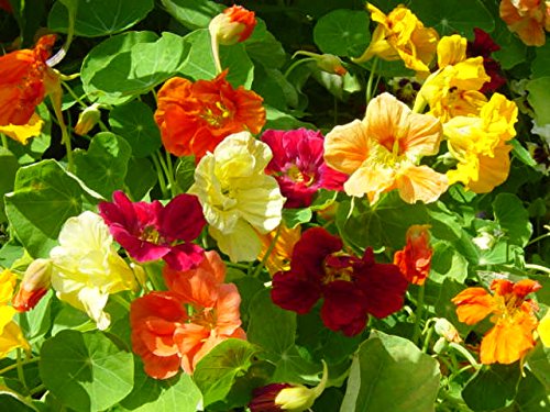 See full amazon price history chart for Nasturtium Italian Mix Flower Seeds Nasturtium Italian Mix Flower Seeds (B016TEICN2) Amazon Price History, Amazon Price Tracker