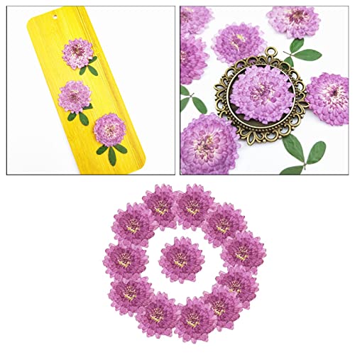 24 piezas de flores secas prensadas reales para arte DIY miniatura 3