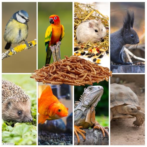Mehlwürmer getrocknet, Premium Insektensnack Vögel, Fische, Schildkröten, Nager, Igel, Reptilien, Vogelfutter Wildvögel Ganzjährig Eichhörnchen Futter Hamsterfutter Igelfutter 460g (2,5L)