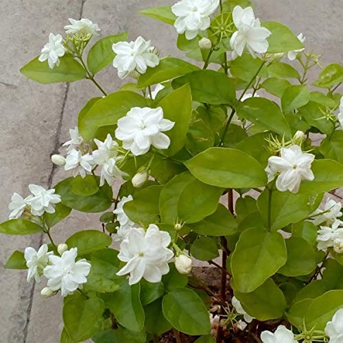 WoFLoo Jasmine Plant Live Plant/Flower/Indoor/Outdoor Plant with Pot, Pack of 1 (B0B2P5LZKH) Amazon Price History, Amazon Price Tracker