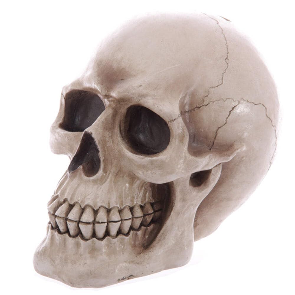Puckator Mixed Life Size Realistic Skull Money Box