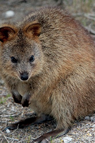 Quokka Journal: 150 page lined notebook/diary