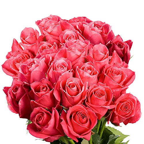 GlobalRose 75 Hot Pink Roses