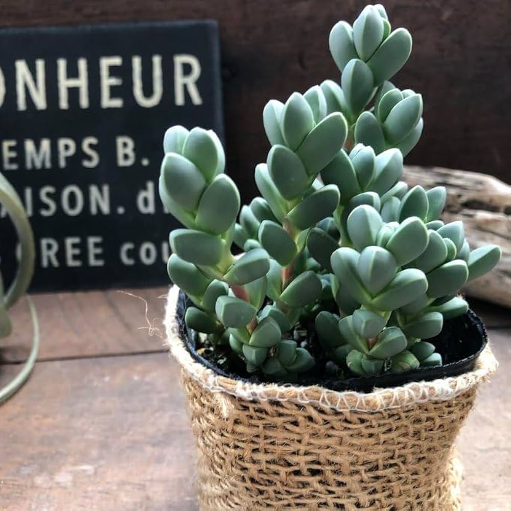 レーマニー(抜き苗)   多肉植物 多肉植物 コルプスキュラリア レーマニー錦&レーマニー斑抜け