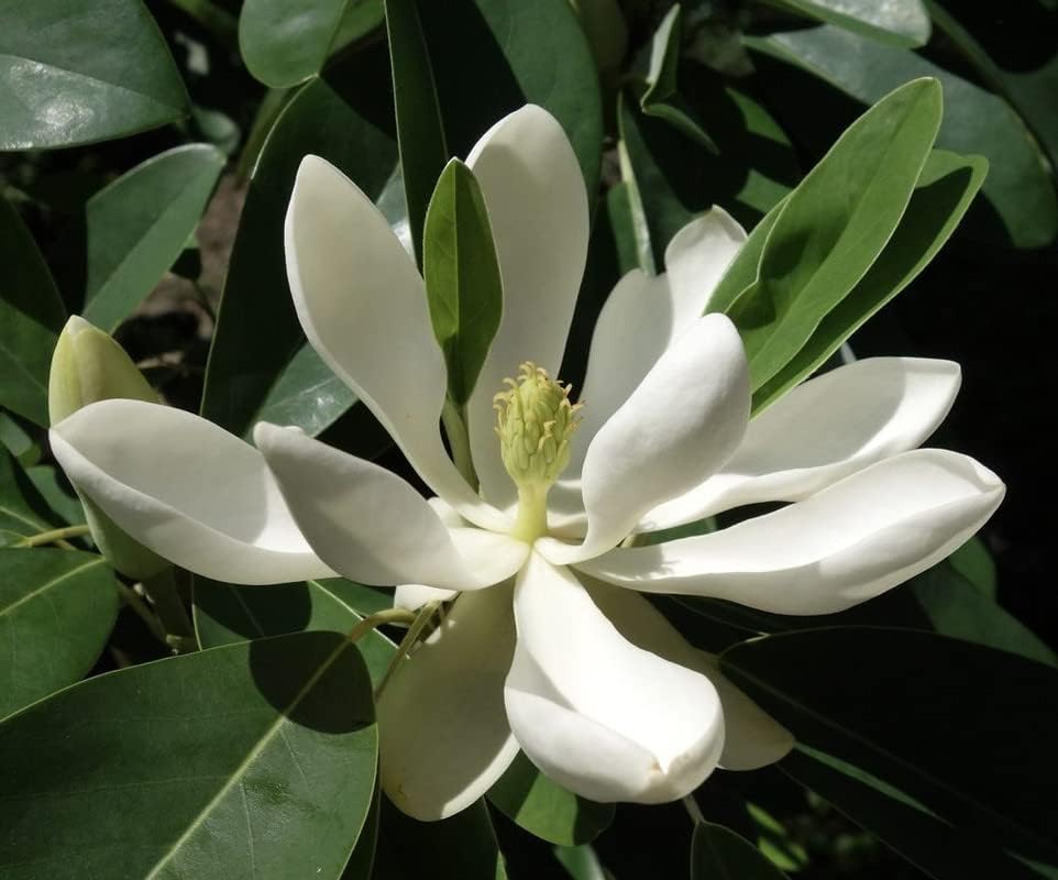 Miniatura 4 de Sweetbay Árbol de magnolia planta viva, arbusto de flores de magnolia blanca, maceta de 10 a 18 pulgadas de alto, arbusto de magnolia fragante listo