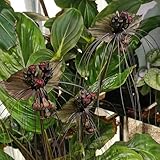 fledermausblume, winterharte kübelpflanzen frühlingsblume, seltene wohnzimmer...