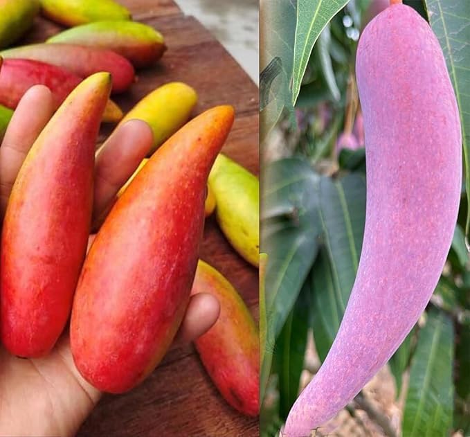 Chili Mango Grafted Plant | Lajiao Red Variety | 2-3 Feet Height | Furit After 2-3 Years | Hybrid Live Fruit Plant For Home Garden Long Mango Plant | Pack of 1