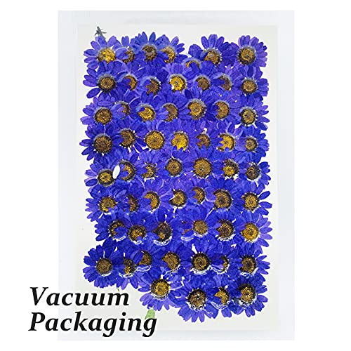 Flores Secas Prensadas HEISENLIN 60PCS Margarita Natural miniatura 3