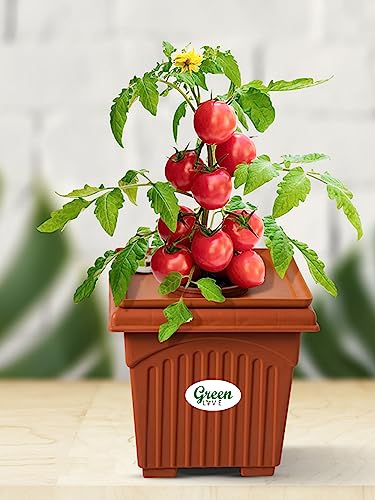 Green Live Hydroponic Planter Tomato Kit Home Garden, Small Balco...