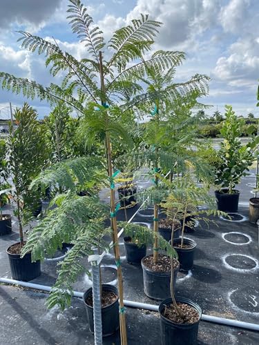Eureka Farms Jacaranda Mimosifolia Live Plant - Easy to Grow Flowering Tree Great for Nature Lovers & Gardeners - Wellspring Gardens Live Jacaranda Tree - Outdoor Planting (2GAL Pot, 2-3FT), Purple - Thumbnail 5