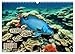 Deep Down in the Sea Underwater Fantasy (Wall Calendar 2026 DIN A3 Landscape), CALVENDO Monthly Calendar: The Pictures Promise a Fascinating Fantasy Trip into the Underwater World (CALVENDO Animals)