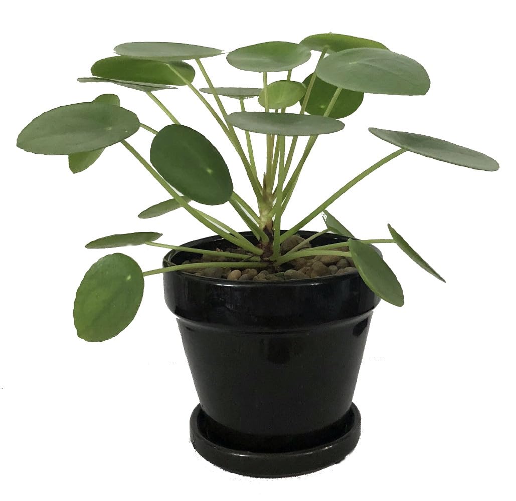 prayer plants Maranta Prayer Plant 6