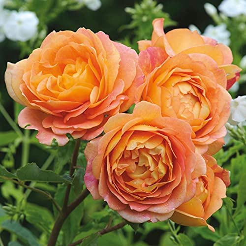 Healthy Vibe With Green Healthy Vibe Rare Grafted English Rose Plant Lady Of Shalott Orange Red Color Double Rose 2 Healthy Live Plant (B0B1VKZZBV) Amazon Price History, Amazon Price Tracker