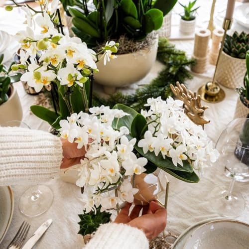 Orchidée blanche Nazaré fraîche pour un décor sans faux pas - 6