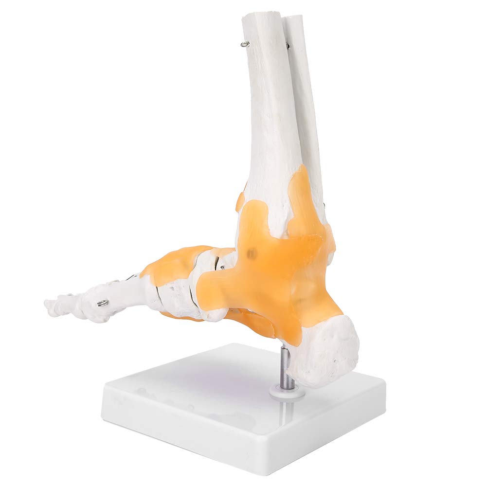 Modelo de esqueleto de pie, modelo anatómico de articulación de tobillo de pie de ligamento de esqueleto humano adulto