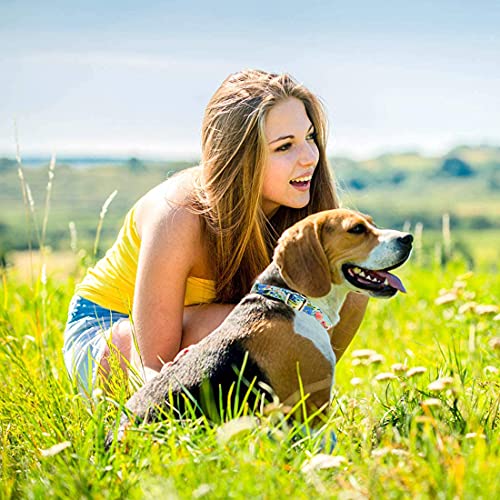 Personalized Dog Collar, Custom Engraving With Pet Name Phone Number Id Tag For Small Medium Large Breeds #TOP4