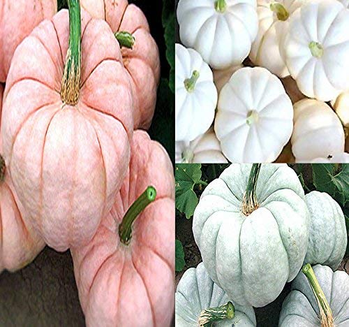 MySeeds.Co Pumpkin Mix