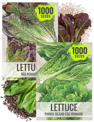 Seed Needs Romaine Lettuce Seeds Variety Pack of 2 Vegetables for Planting