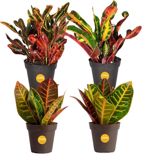 Costa Farms Croton Live Plants (4-Pack), Indoor and Outdoor Angel Croton Houseplants Potted in...