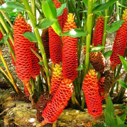 10 Shampoo Ginger Rhizomes Awapuhi Zingiber Zerumbet Ginger Rhizomes Hawaiian Ginger Lily Roots
