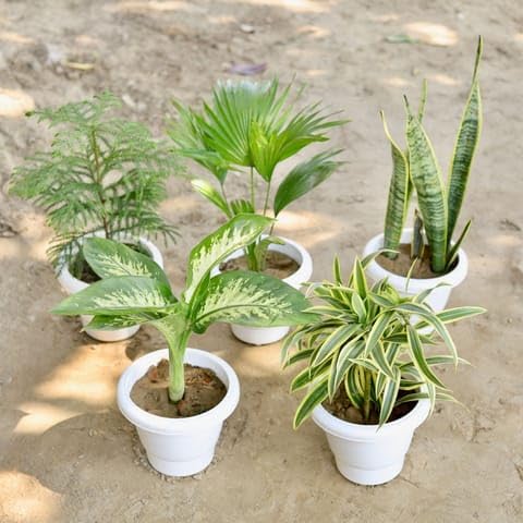 KNCS_Nursery Nature?s Nook Combo - Set of 5 - Araucaria/Christmas