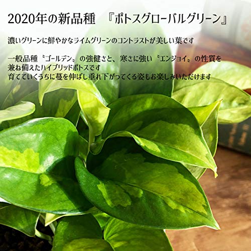 観葉植物の土 花 野菜の土 多肉植物の土 の違いは おすすめ培養土も紹介 植物マガジン 観葉植物の土 花 野菜の土 多肉植物の土 の違いは おすすめ培養土も紹介 植物マガジン