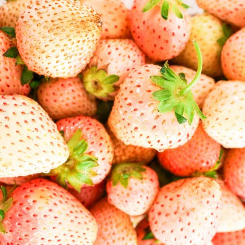 Amazon | イチゴ (いちご) 桃香 ポット苗1個 いちご 苗 | 果物