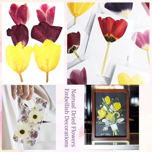 6Pcs Tulips Flores Presionadas Secas para Manualidades miniatura 4