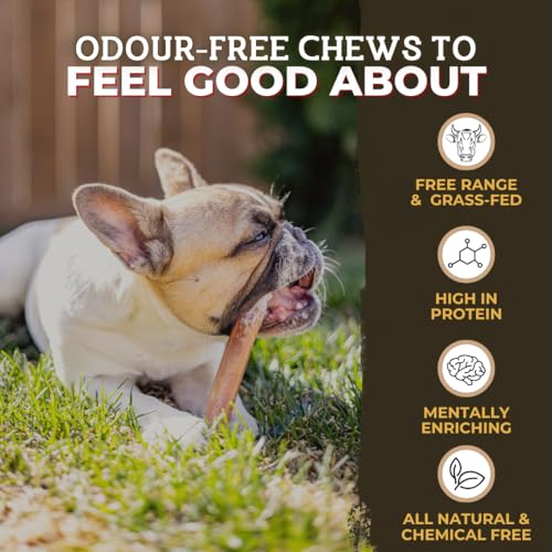 Bully Bunches Premium (6" Standard - 5 Pack) Odour-Free, Consistently Sized Bully Sticks for Small & Medium Dogs & Puppies, Long-Lasting Oral Care Chews, All-Natural Single-Ingredi image 6
