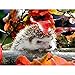 Produktbild Diamant Painting Bilder groß,Igel 5D Diamond Painting,Diamant Painting Erwachsene Kinder,DIY Diamond Painting Full Set,Kristall Stickerei Kunsthandwerk Wall Eingang Dekoration Square Drill 80x100cm