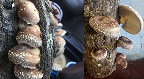 Hongos Shiitake Log de 12 pulgadas y 12 pulgadas