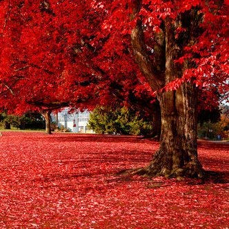 Best Selling!!! 50 particles Beautiful Japanese Red Maple Seeds, DIY home & garden tree seed