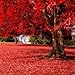 Best Selling!!! 50 particles Beautiful Japanese Red Maple Seeds, DIY home & garden tree seed
