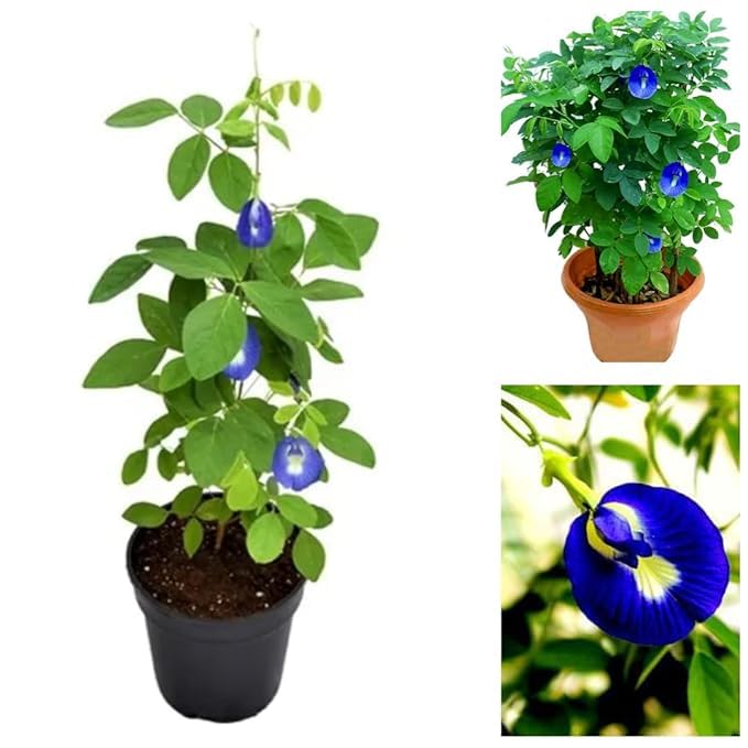 EverSneh Real Live Blue Aparajita Pigeonwings Butterfly Pea Medicinal Flower Asian 1 Herbal Plants (Healthy Plant) With Pot (B0BVJBP67Q) Amazon Price History, Amazon Price Tracker