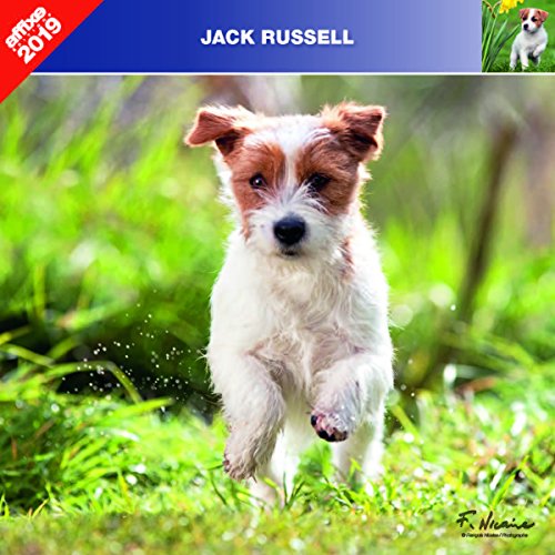 JACK RUSSELL TERRIER 2019 - CALENDRIER AFFIXE