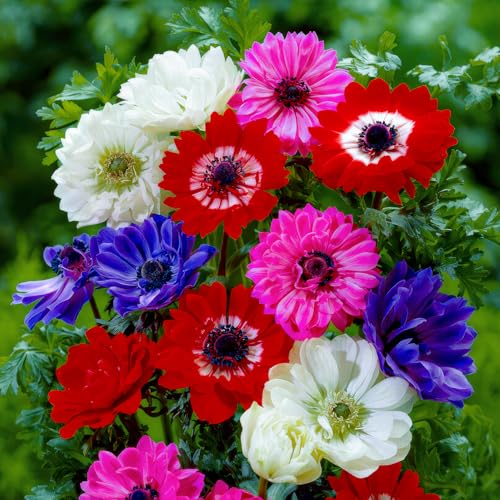 FLORIUM - Anemonen Zwiebeln St. Brigrid Kollektion (50 pflanzen), 5 Sorten und Farben, Mehrjährig und winterharte Windröschen Mischung für Töpfe, Garten und Beete (große knollen, kein Samen)