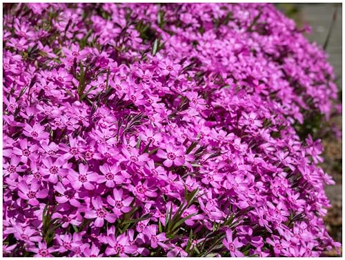 Stauden Gänge 3 x Phlox subulata 'Zwergenteppich' (Winterhart/Staude/Bodendecker/Mehrjährig/Stauden/Immergrün) Zwerg Polster-Phlox - Kleiner Teppich, große Blütenpracht. - Trittfest