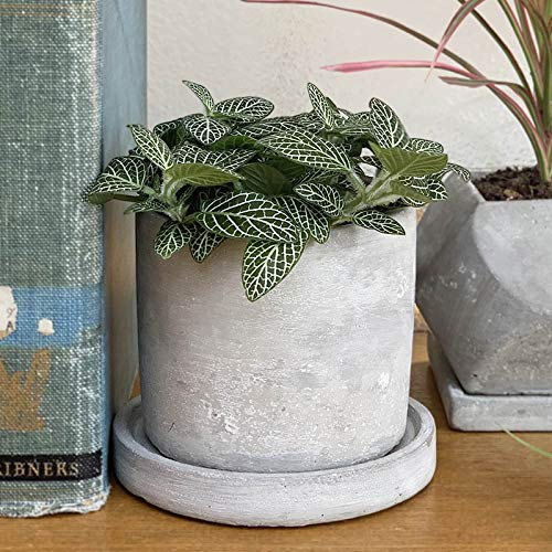 Amazon | ダルトン(Dulton) プランター セメント ポット Sサイズ