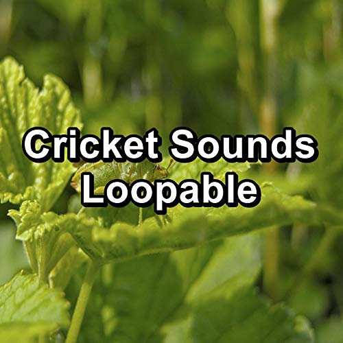 Amazon.co.jp Cricket Sounds Loopable Crickets Tinnitus Sleep
